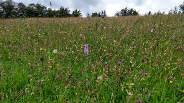 Our hay meadows ready to cut as seen by the yellow rattle going to seed