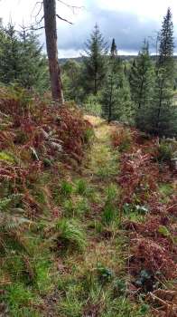 A footpath through Sawrey Ground Plantation