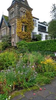 Climbing hydrangea threading its way up the Tower