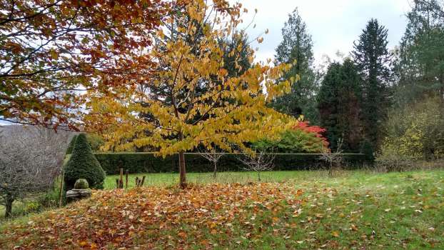 Beech and Handkerchief tree in the foreground and Japanese maple in the background