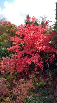 Acer palmatum 'Osakasuki' in Raymond's garden