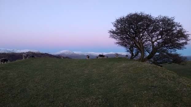 Herdwicks above Tarn Hows