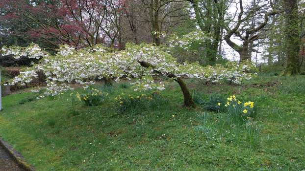 Tai Haku cherry in full bloom by our entrance gate