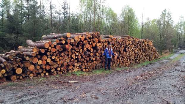 Diseased larch ready to be transported