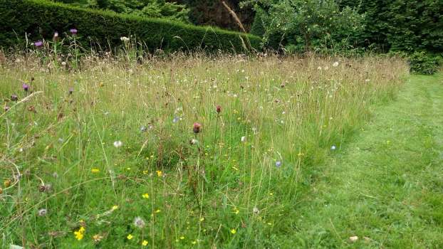 Knapweed and harebell flowering in Jakeys garden