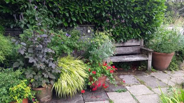 Pots full of perennials on the patio