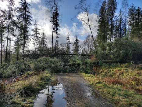 Storm damage in the PAWS area