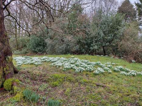 Self sown snowdrops by the entrance drive