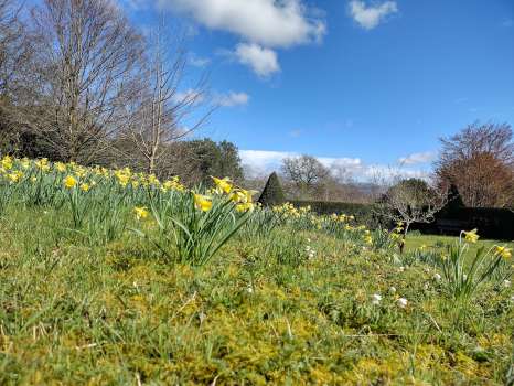 Native daffodils spreading on the lawn by the entrance drive