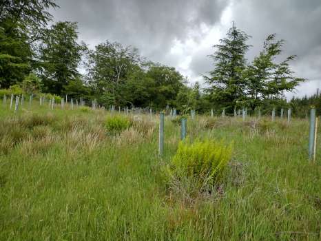 Native tree planting in our wood