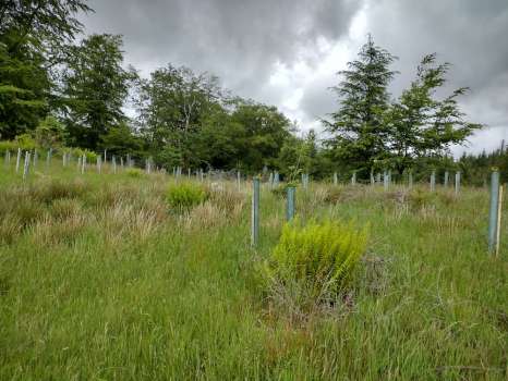 Native tree planting in our wood