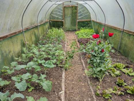 Veg planted up in the polytunnel
