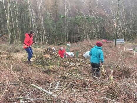 Volunteers Kate, Ollie and Ana planting sessile oak and Norway spruce in among the brash