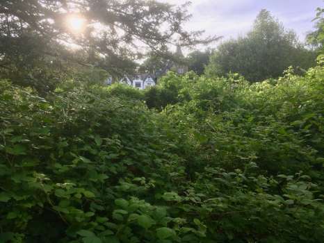 The scrubby area at the bottom of the garden is ideal for nesting birds
