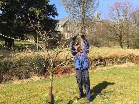 Pruning Keswick Codlin apples in Jakey's garden