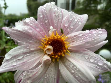 The single dahlia Bishop of Leicester