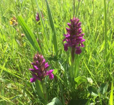 Northern marsh orchid in our hay meadows