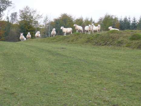 A neighbour's sheep grazing our hay meadows