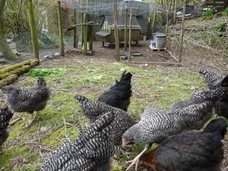 Speckleds and Blacks happily scratching around in their new reinforced run