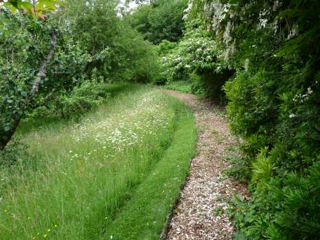 The lawn meadows with Wilson's clematis and Viburnum mariessii in the background