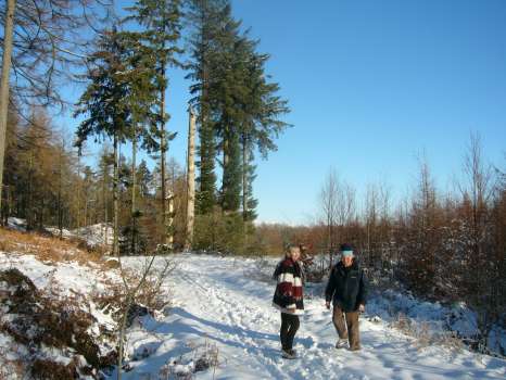 Sitka spruce standing as totems at the entry to our woods