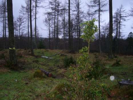 Deer damage on holly necessitating the need to fence all new planting