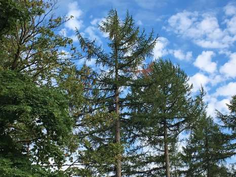 Tell-tale sign of Phytophthera infection in the browned needles of larch tree in centre