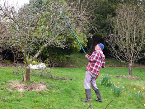 Pruning the apple orchard before the leaves break