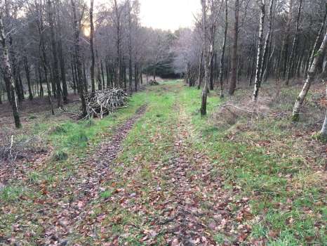 The mixed forest at Barfil Farm near Dumfries planted in 1992