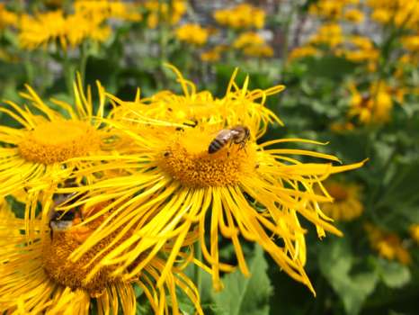 Honey Bee on Inula