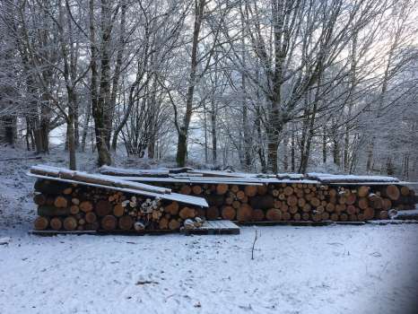 Firewood drying under cover in January this year