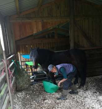 Soaking the infected hoof in warm salty water