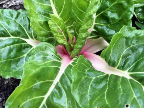 Cerise-tinted chard in the polytunnel