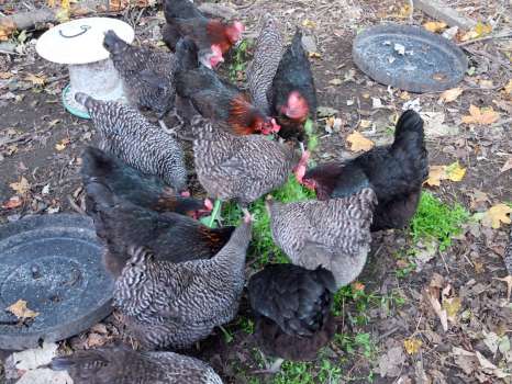 The chickens descending on a heap of chickweed from the polytunnel