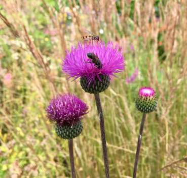 Honey bee and hoverfly on a late thistle