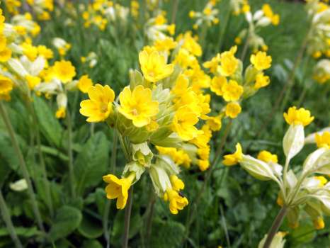 Cowslips or 'Primula veris'