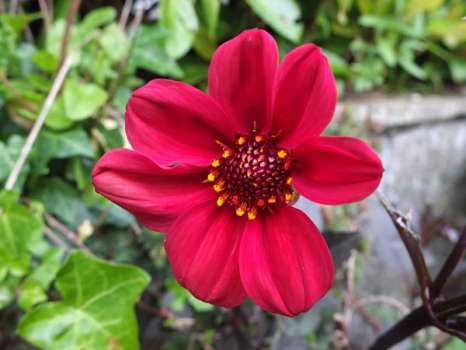 The simple-flowered Dahlia 'Bishop's Children'