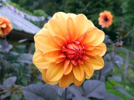 Dahlia 'David Howard'