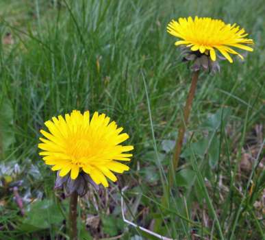 The humble dandelion - a rich food source for bees at a lean time of year. The new leaves in spring are good in salads. 