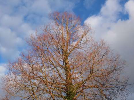 The dawn redwood at the top of the drive