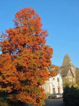 A dawn redwood near the house