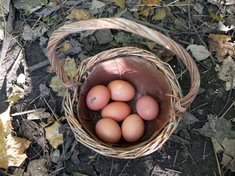 Guests at Yewfield may well be eating some of these eggs for their breakfast!