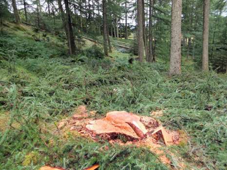 The felling begins - all the larch trees in this picture will be brought down