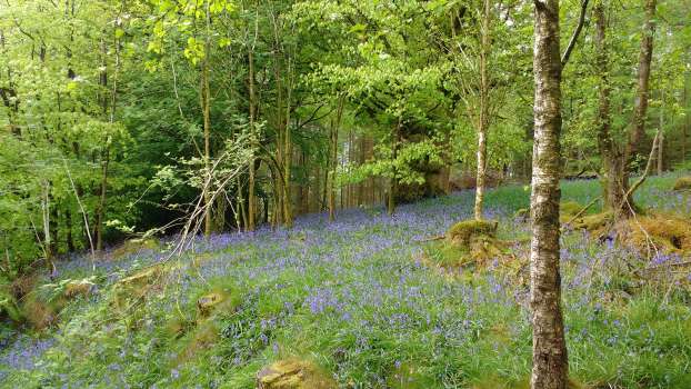 Bluebells under oak in Sawrey Ground Plantation taken last year at the beginning of May.