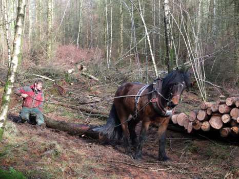 George Newton just keeping up with George (named after George Read) while thinning in the plantation