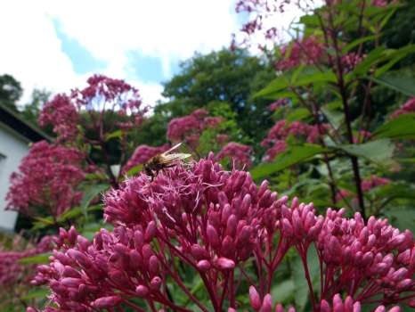 A hoverfly crawling over the massive flowerheads of hemp agrimony