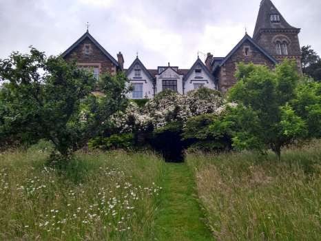 Looking up through the lawn meadows to Clematis wilsonii