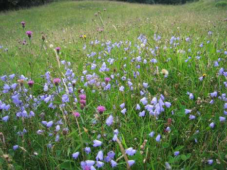 Harebell and knapweed in the meadows