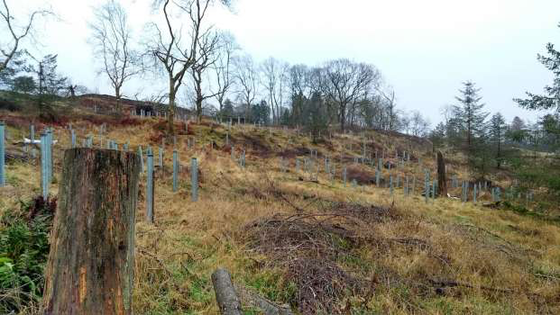 Mixed broadleaves planted in larch brash