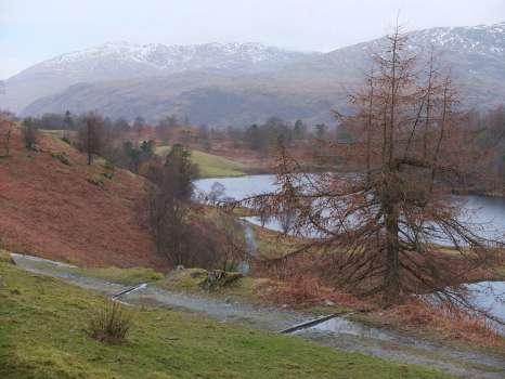 A spiky larch growing into deformity at Tarn Hows